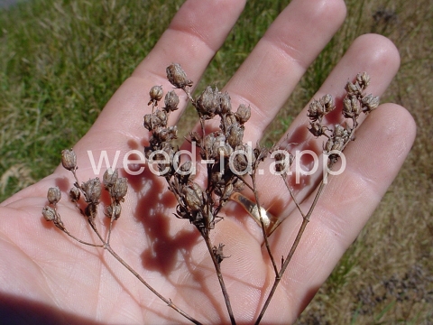 St. Johnswort, common